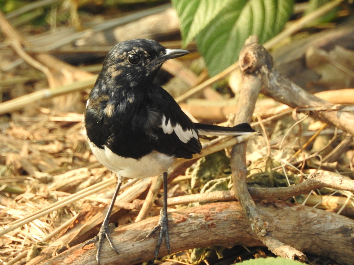 Oriental Magpie-Robin - ML642373624