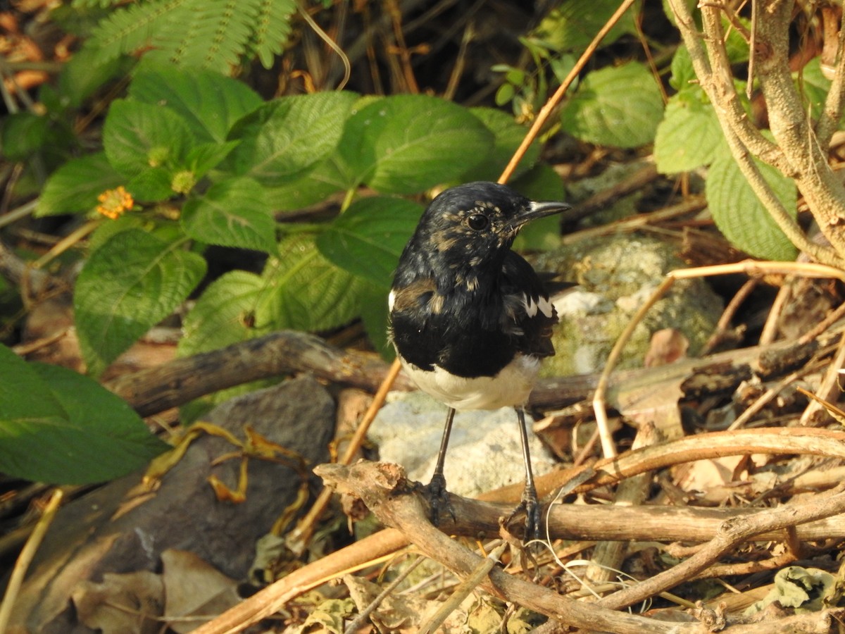 Oriental Magpie-Robin - ML642373625