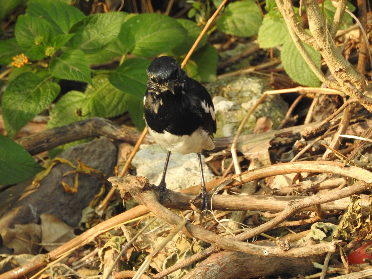 Oriental Magpie-Robin - ML642373626