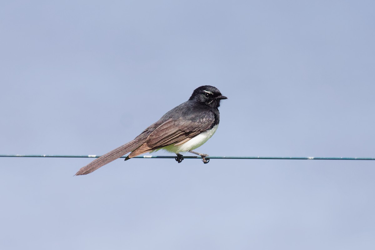Willie-wagtail - ML642373627
