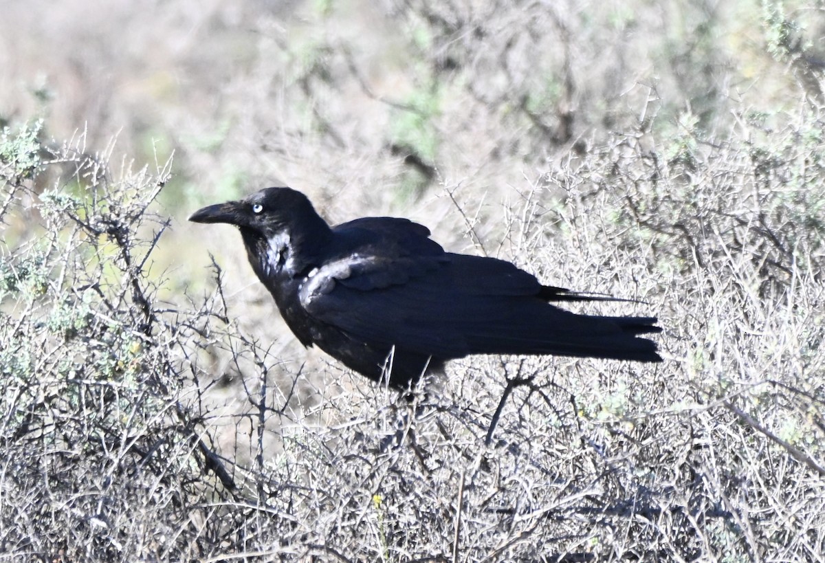 Australian Raven - ML642373632