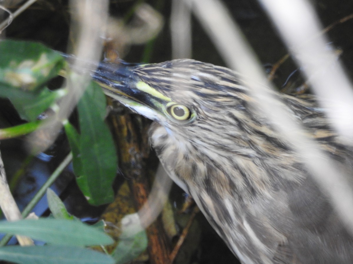 Indian Pond-Heron - ML642373634
