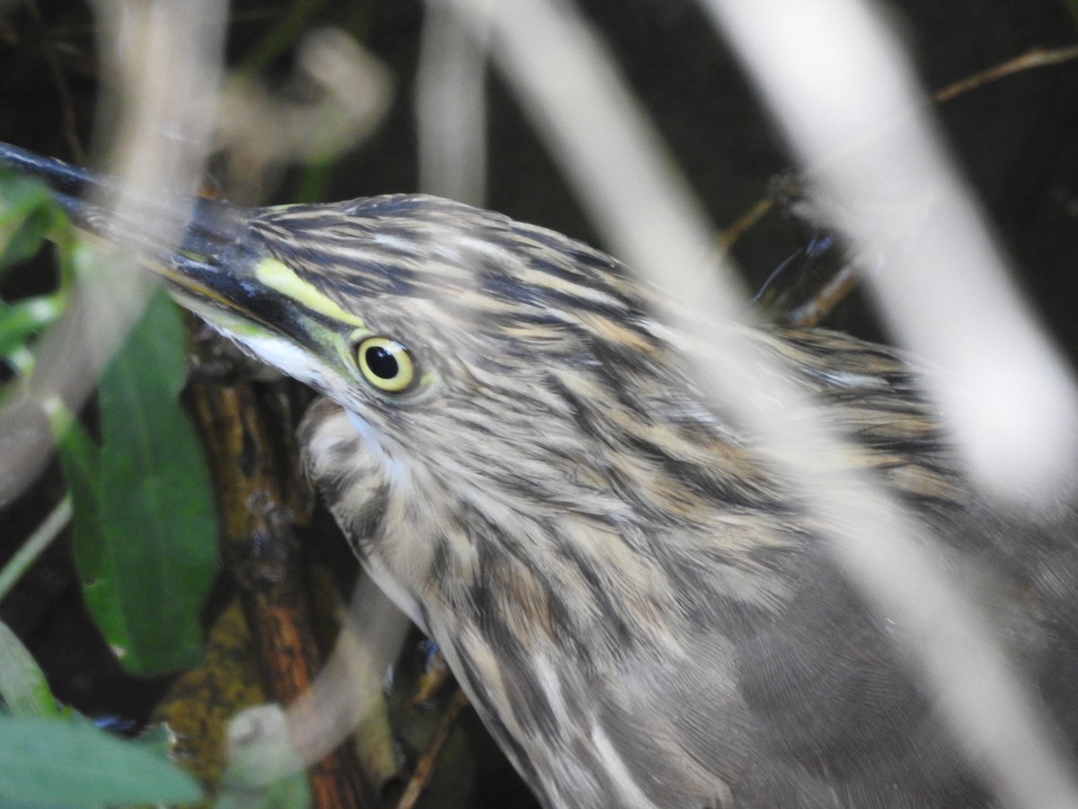 Indian Pond-Heron - ML642373635
