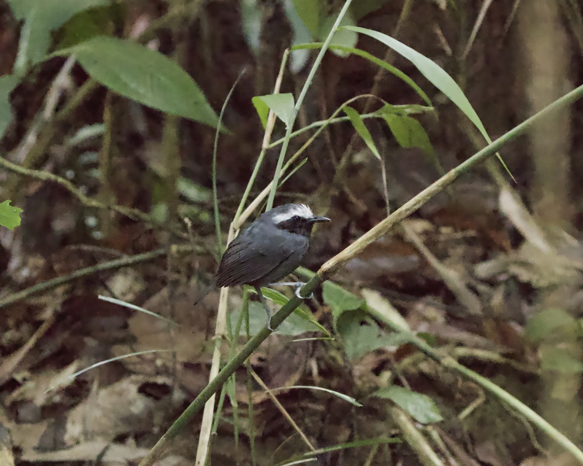 White-browed Antbird - ML642373637