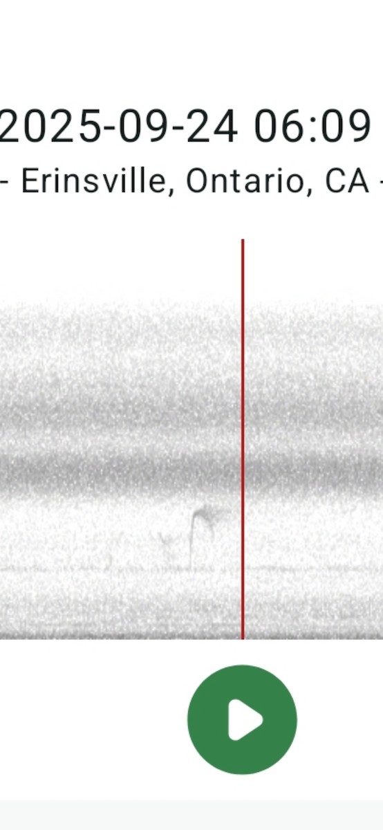 Gray-cheeked Thrush - ML642373638
