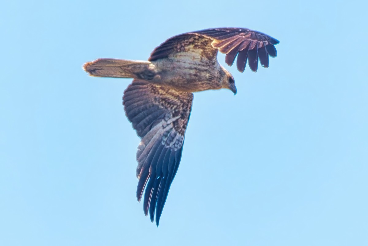 Whistling Kite - ML642373644
