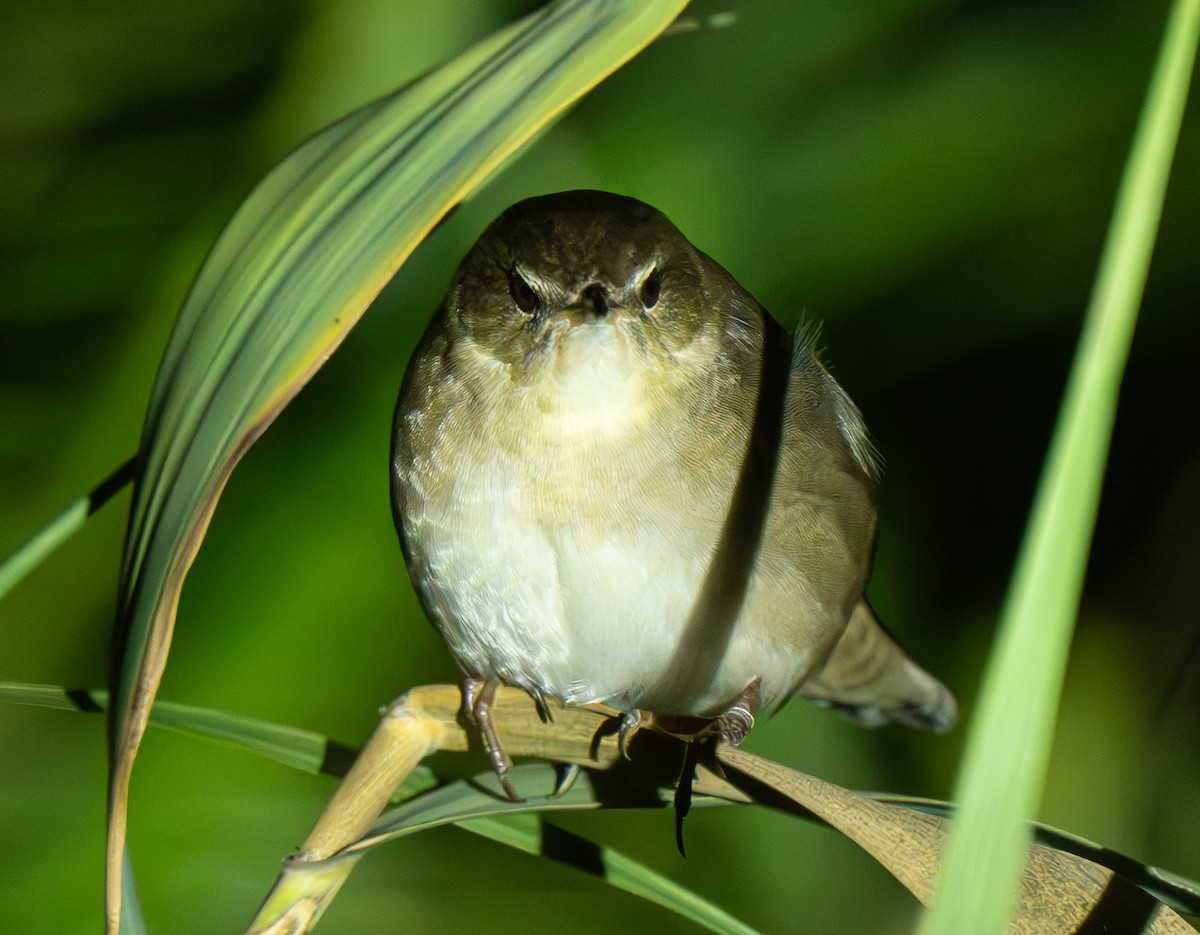 Middendorff's Grasshopper Warbler - ML642373646
