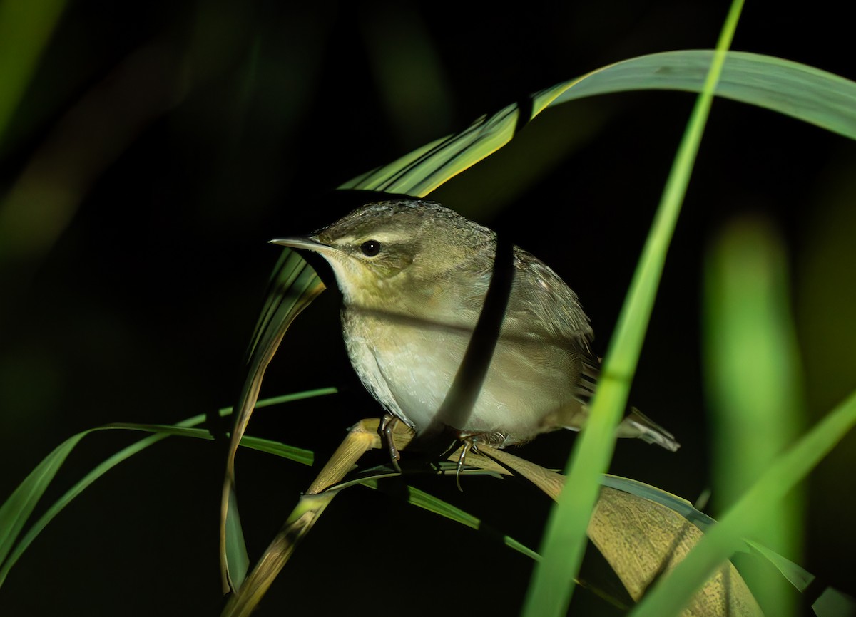 Middendorff's Grasshopper Warbler - ML642373647