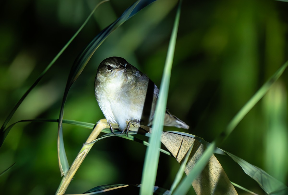 Middendorff's Grasshopper Warbler - ML642373648