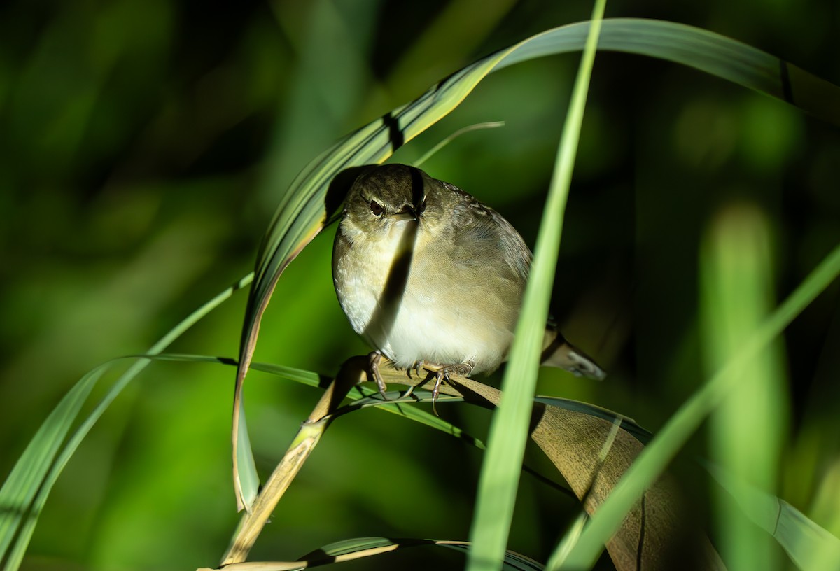 Middendorff's Grasshopper Warbler - ML642373650