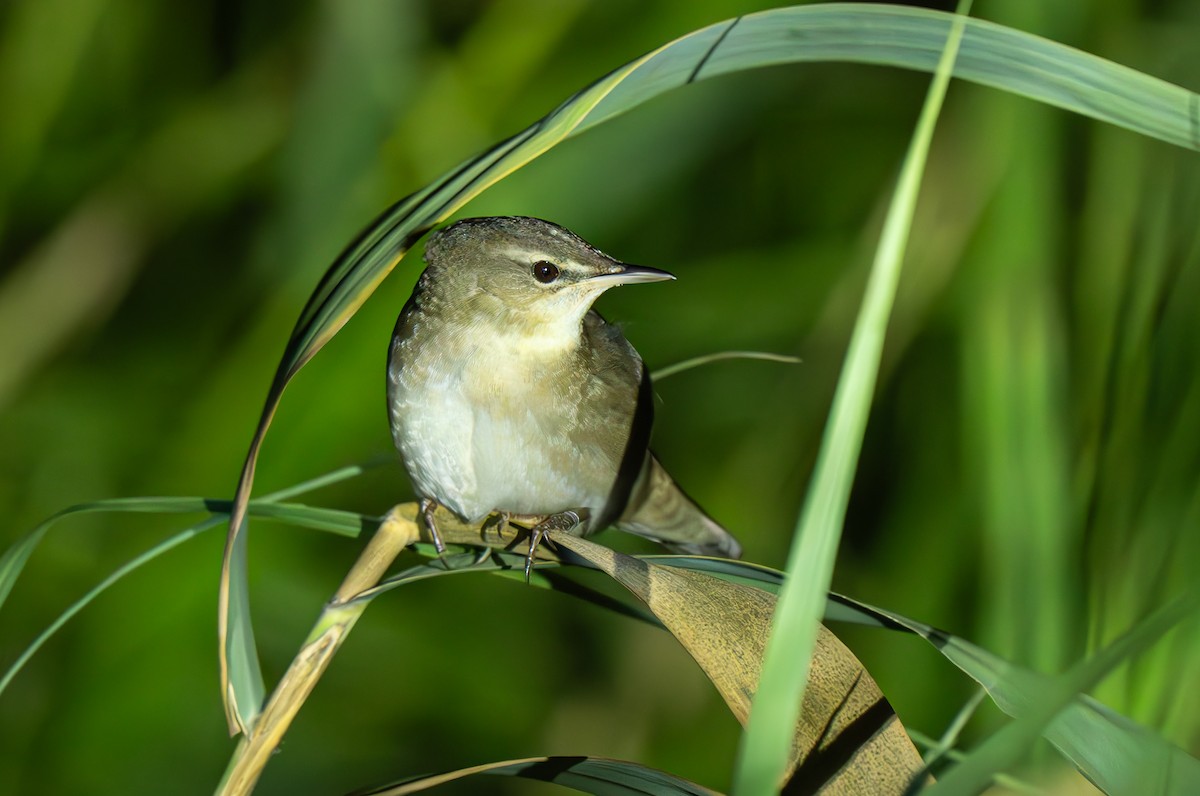 Middendorff's Grasshopper Warbler - ML642373651