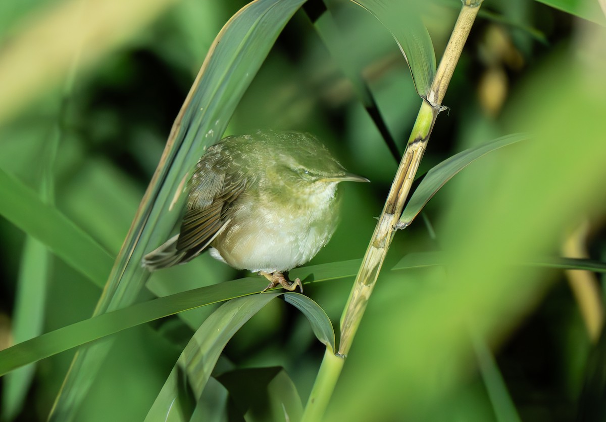 Middendorff's Grasshopper Warbler - ML642373652