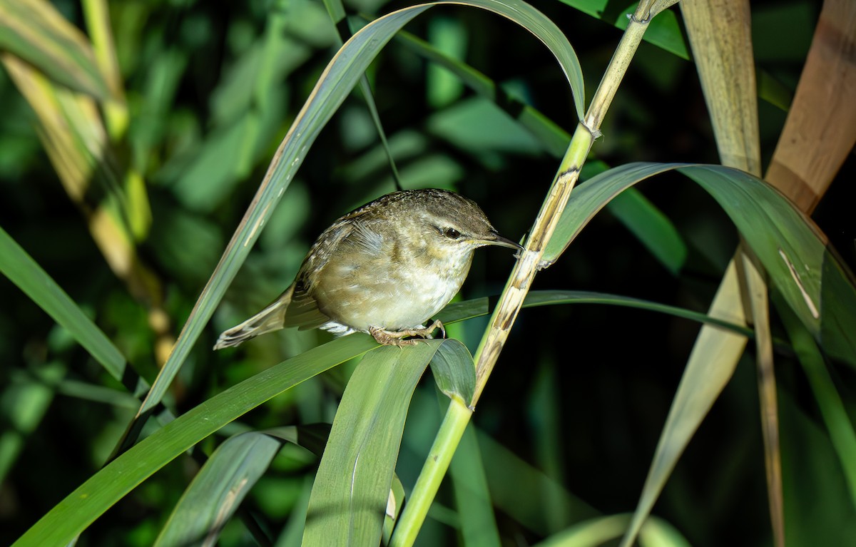 Middendorff's Grasshopper Warbler - ML642373654