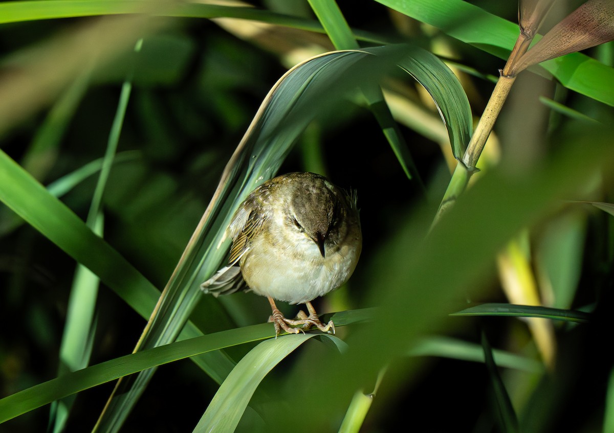 Middendorff's Grasshopper Warbler - ML642373655