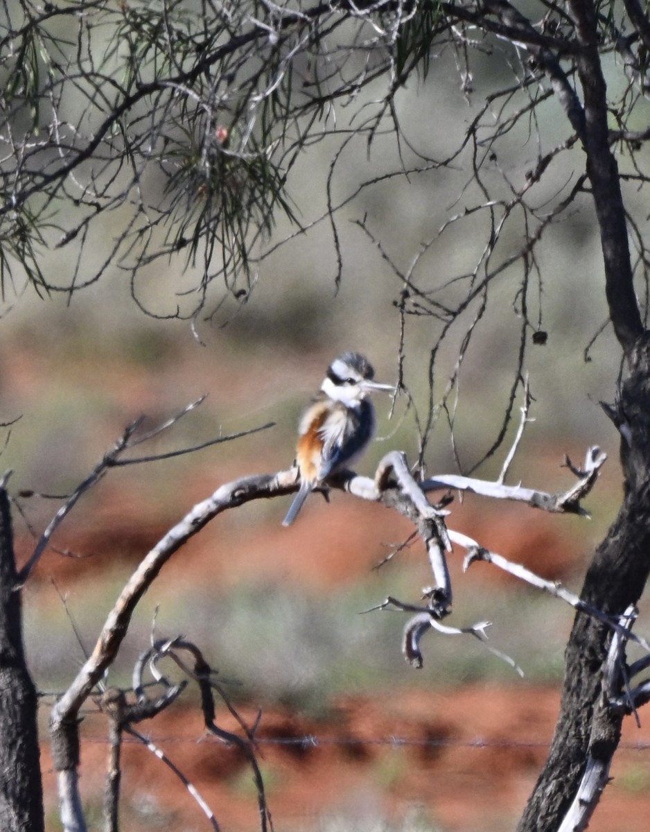 Red-backed Kingfisher - ML642373662
