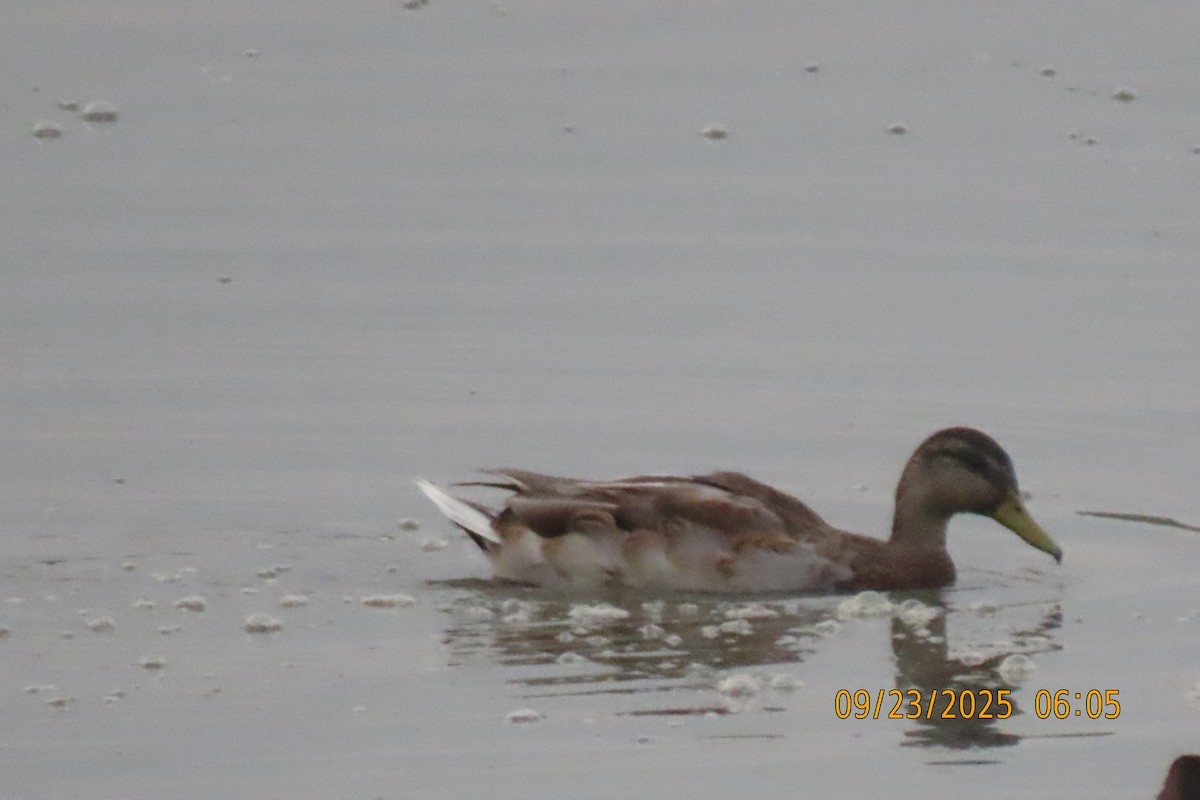 Canard colvert - ML642373667