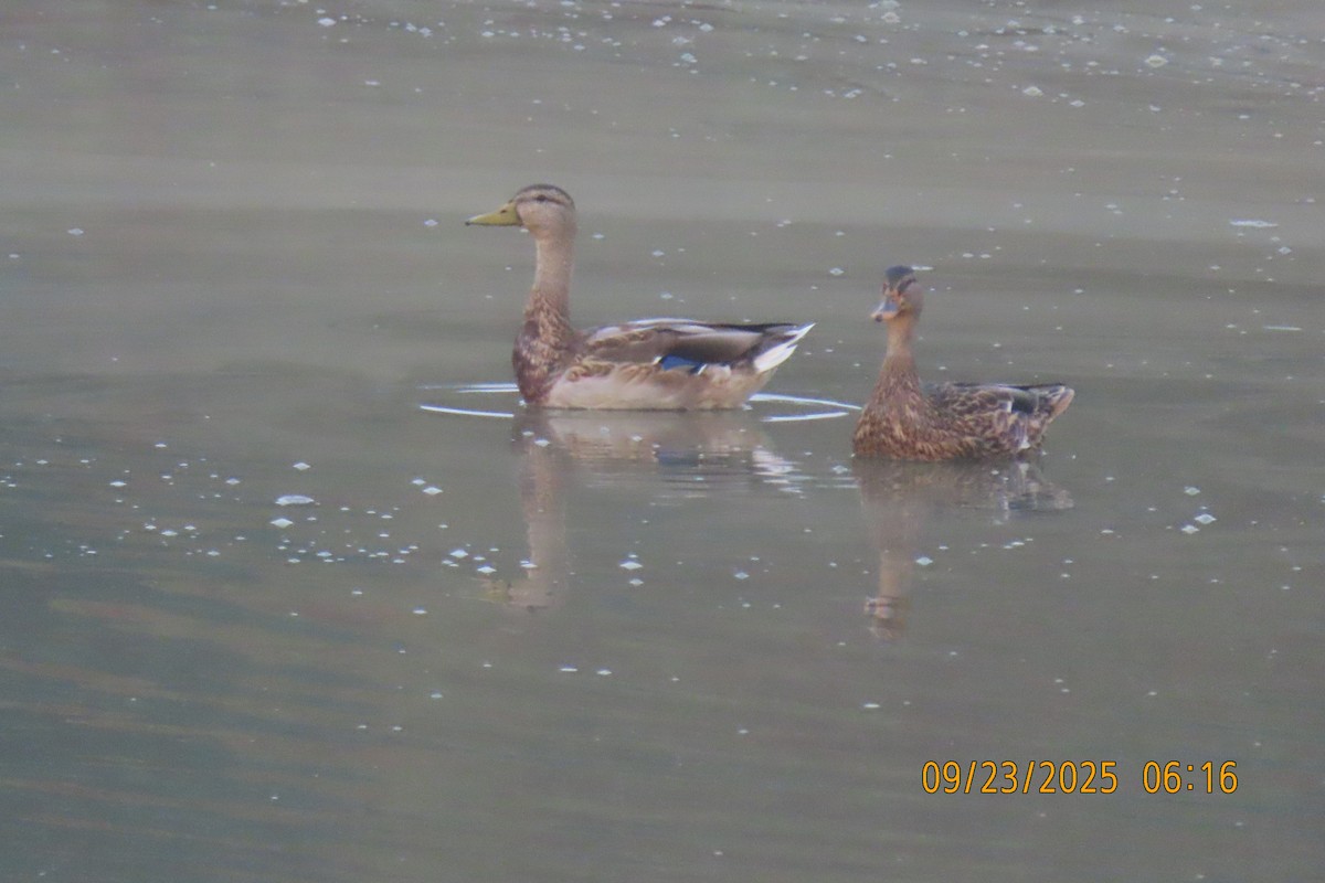 Canard colvert - ML642373668
