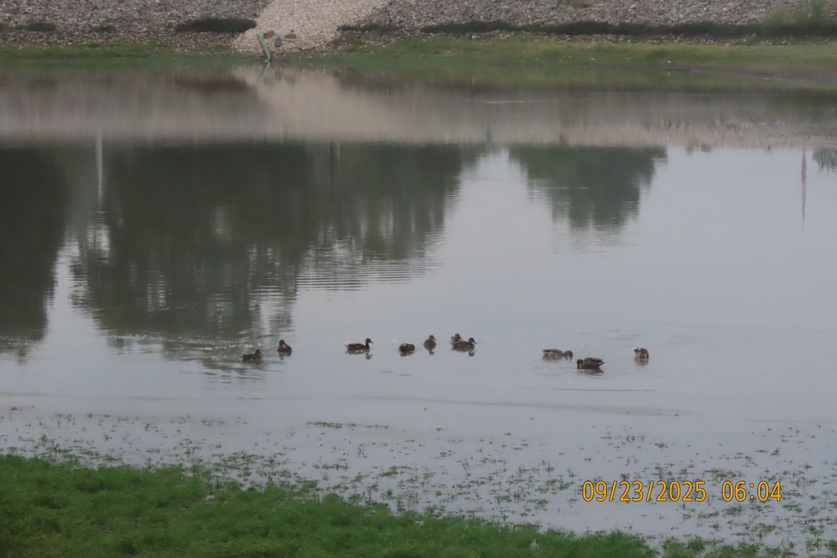 Canard colvert - ML642373669