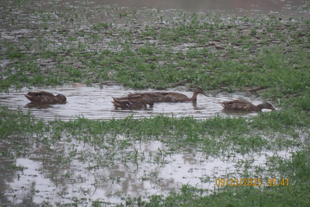 Canard colvert - ML642373671
