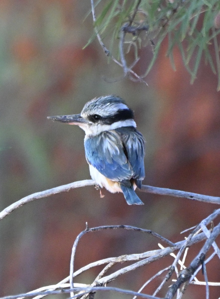 Red-backed Kingfisher - ML642373685