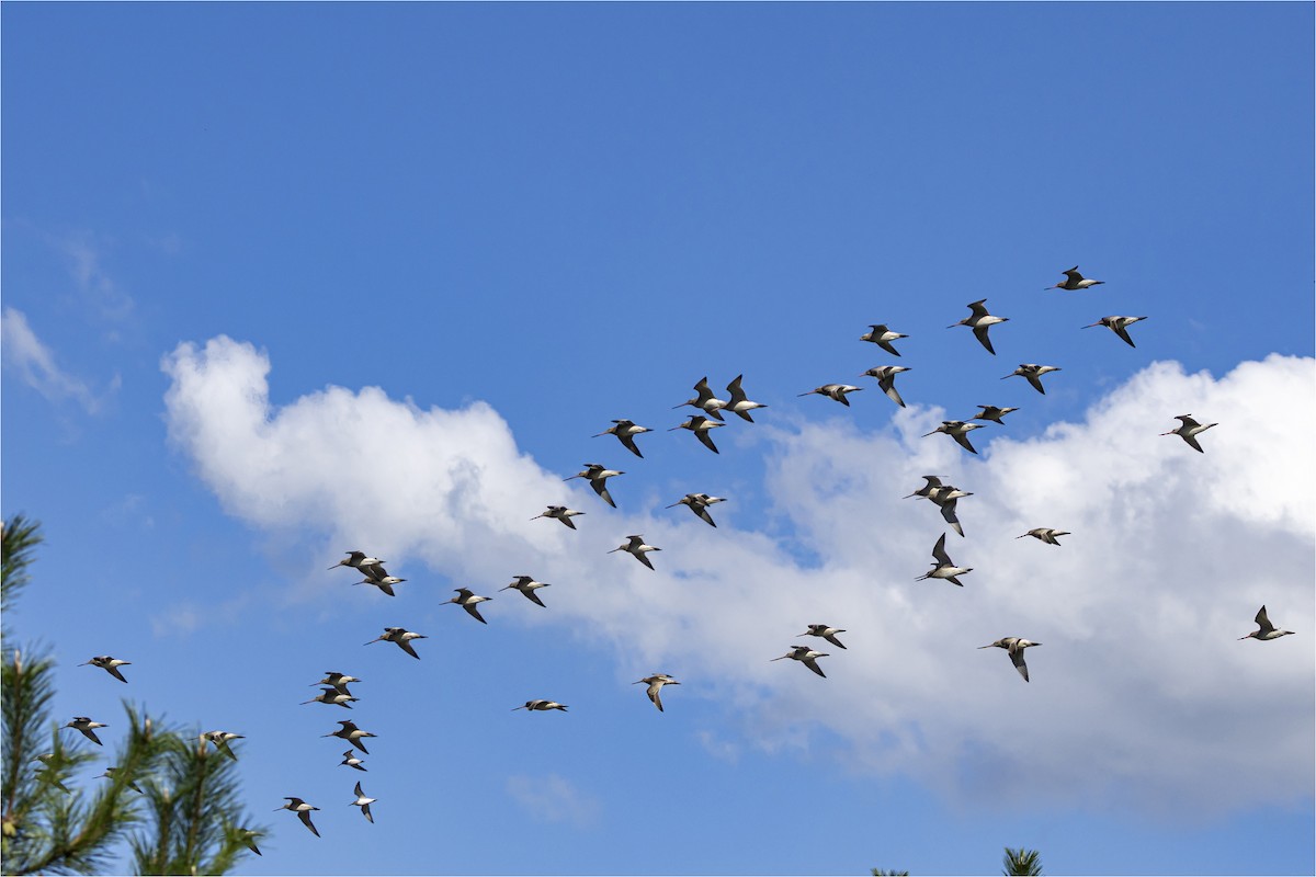 Bar-tailed Godwit - ML642373706