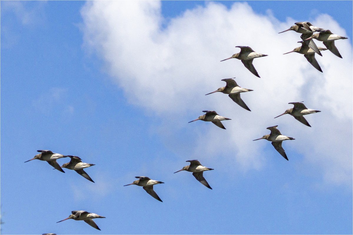 Bar-tailed Godwit - ML642373707