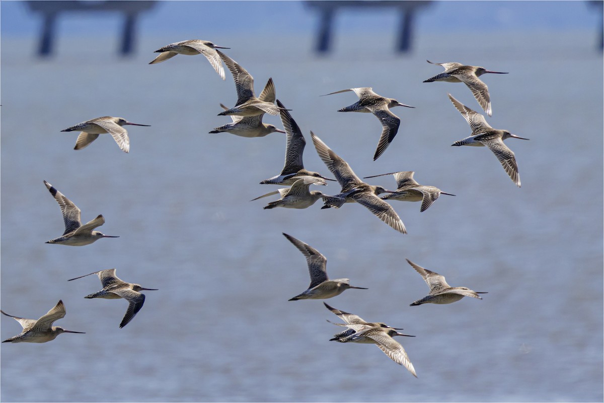 Bar-tailed Godwit - ML642373709