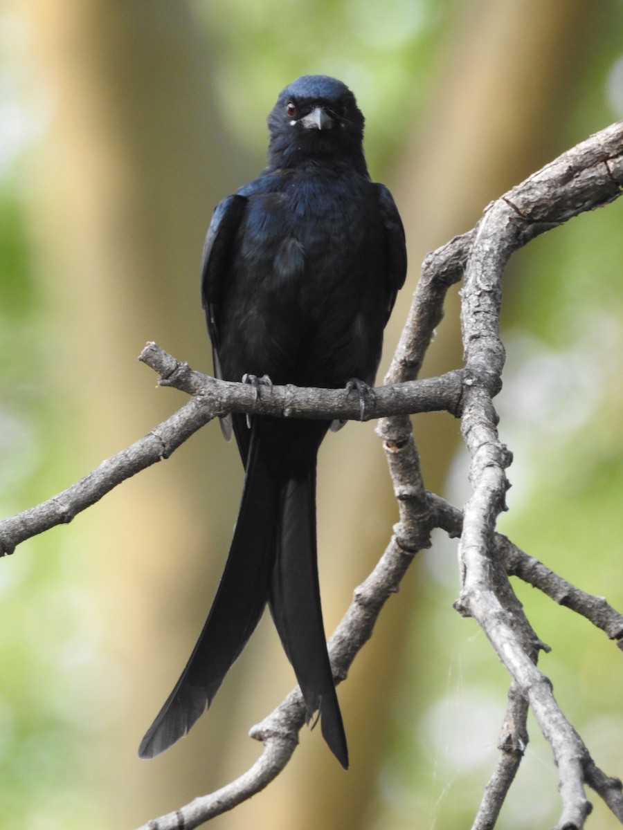 Königsdrongo - ML642373729