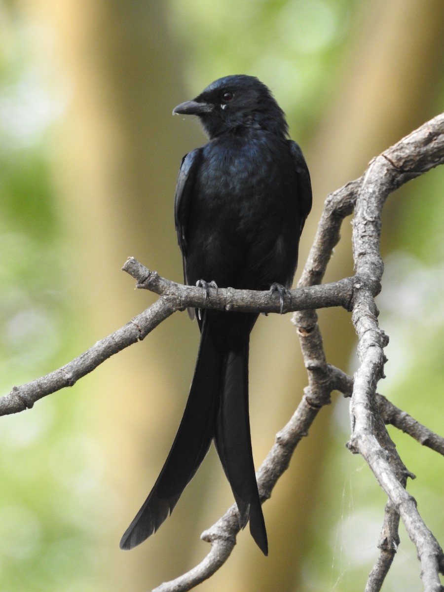 Königsdrongo - ML642373730