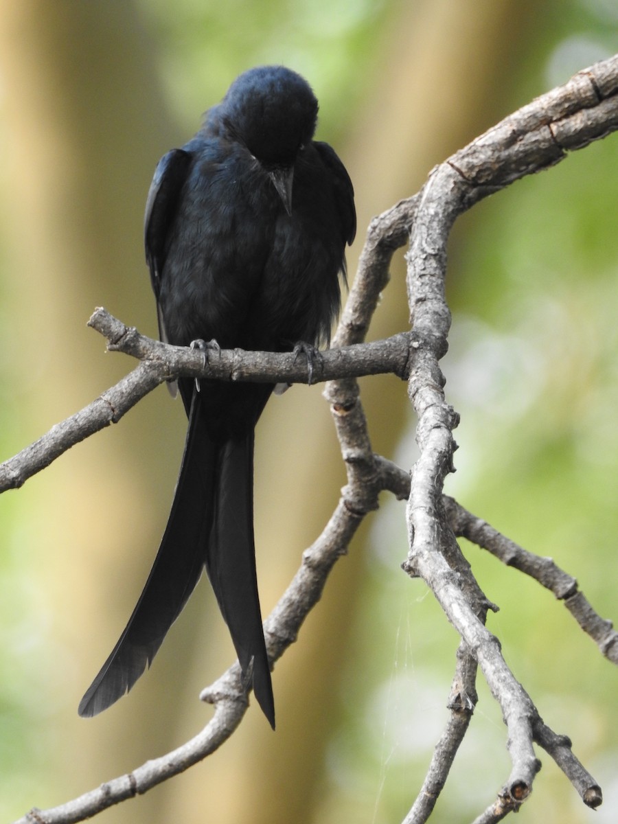 Königsdrongo - ML642373731