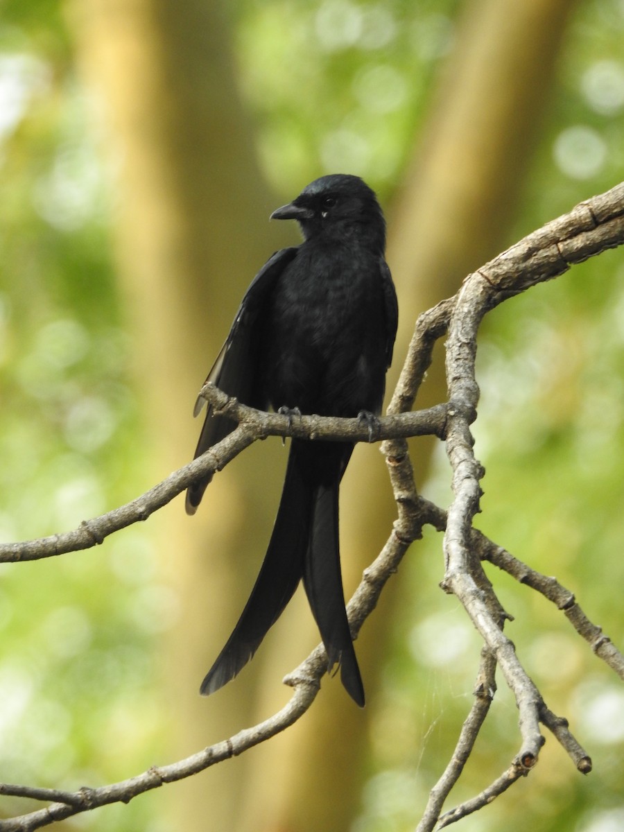 Königsdrongo - ML642373732