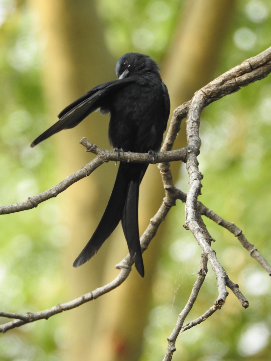 Königsdrongo - ML642373733
