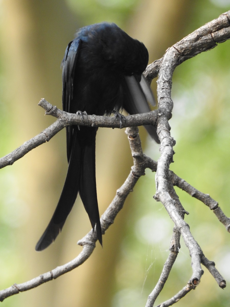 Königsdrongo - ML642373734
