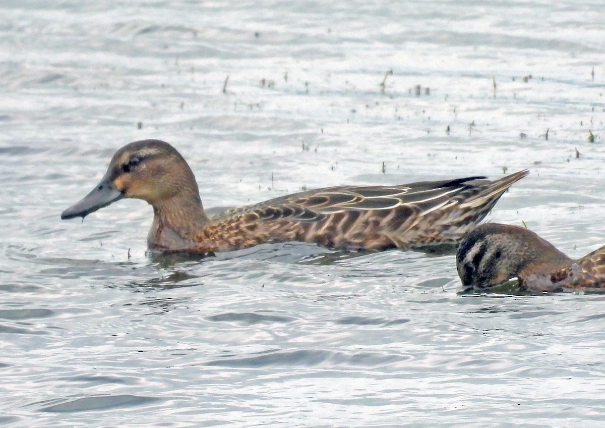 Garganey - ML642373736