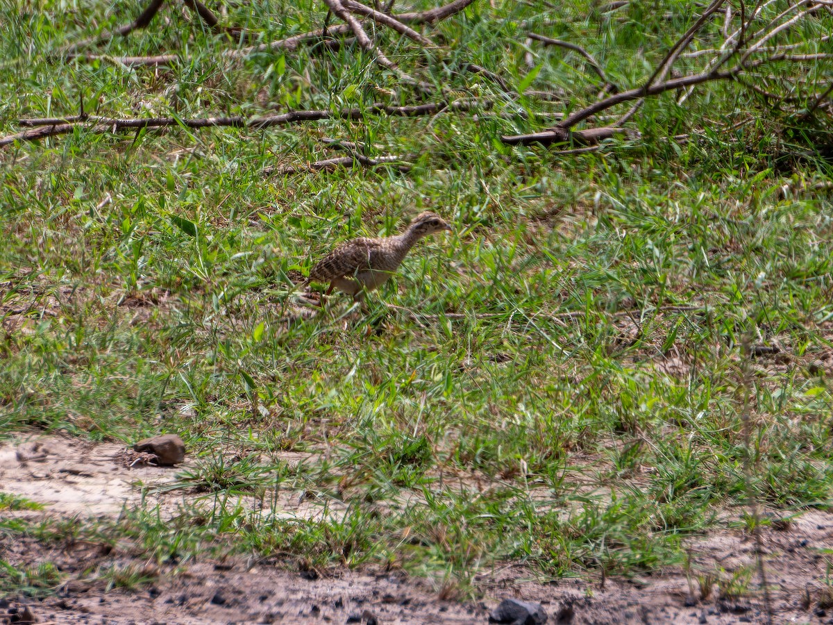 Francolin gris - ML642373760