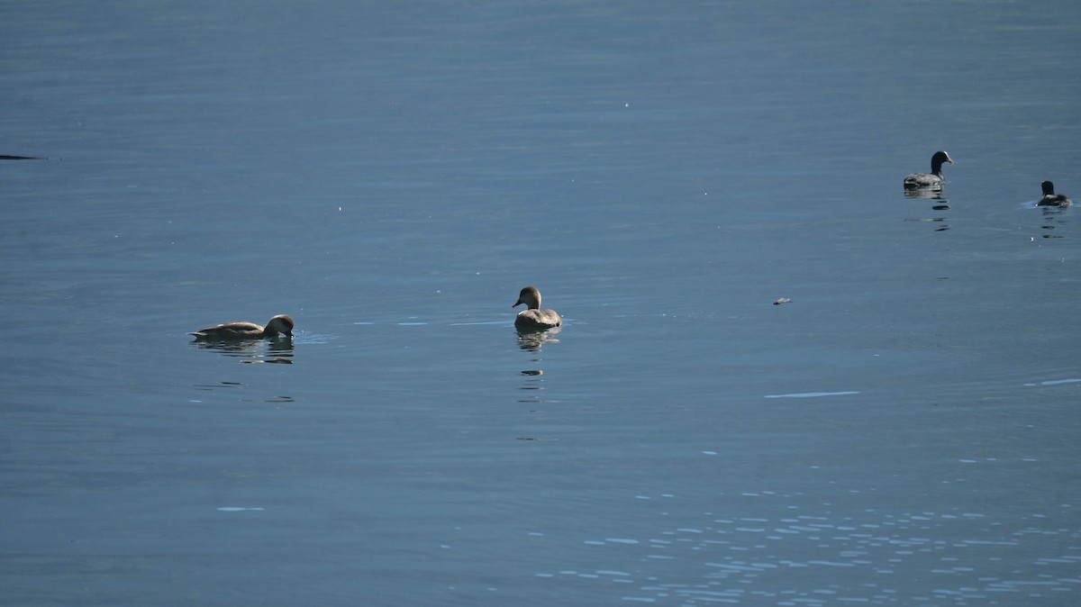 Canard chipeau - ML642373761