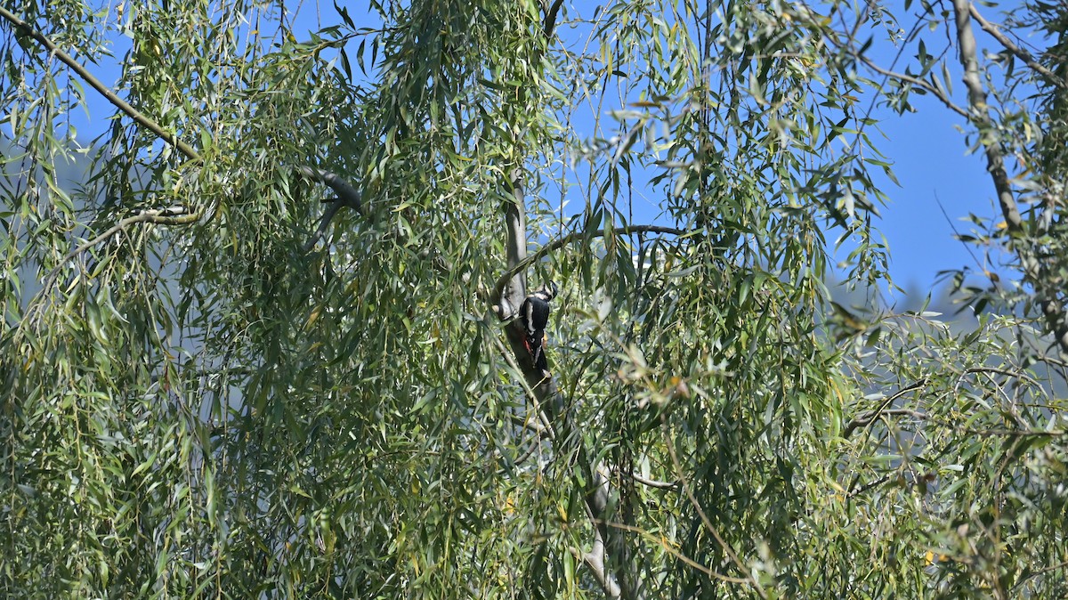 Pic épeiche - ML642373769
