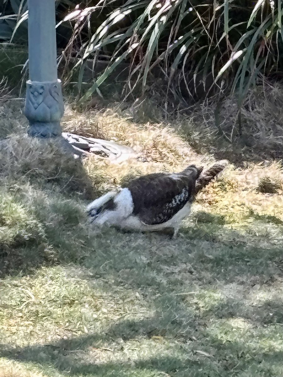 Martin-chasseur géant - ML642373781