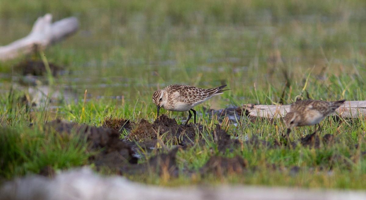 Baird's Sandpiper - ML642373810