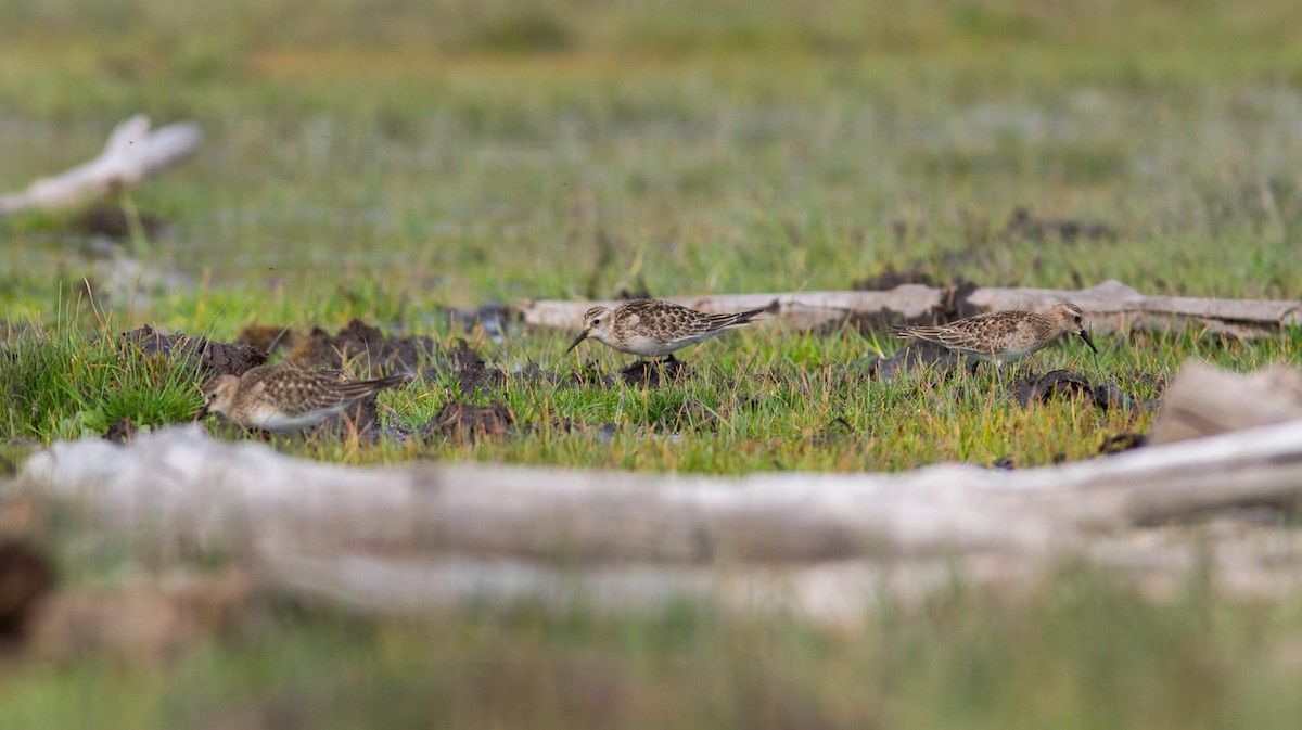 Baird's Sandpiper - ML642373811