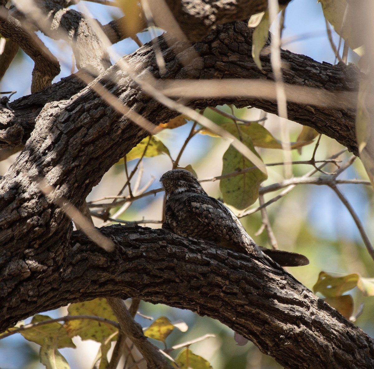 Jungle Nightjar - ML642373813