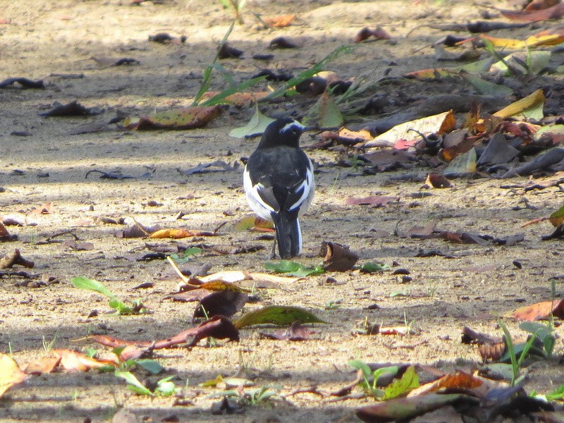 Japanese Wagtail - ML642373817