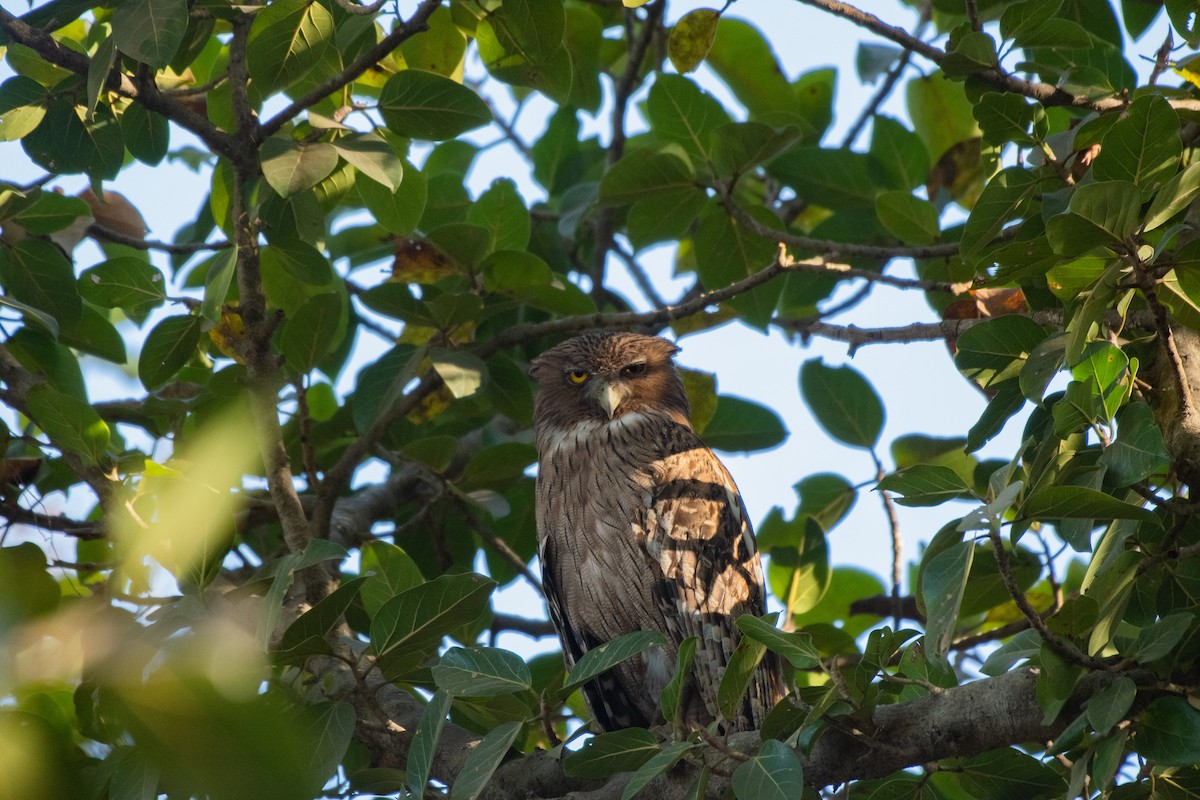 Brown Fish-Owl - ML642373826