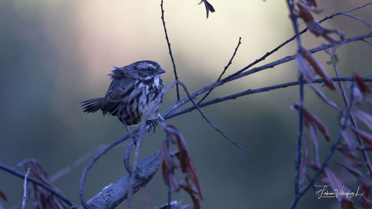 Song Sparrow - ML642373844