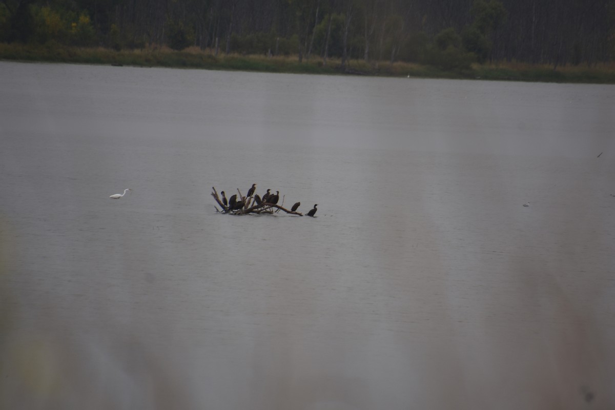 Double-crested Cormorant - ML642373846