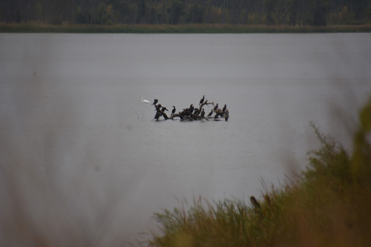 Double-crested Cormorant - ML642373847