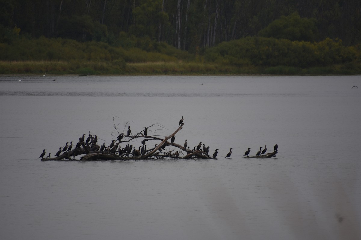 Double-crested Cormorant - ML642373848
