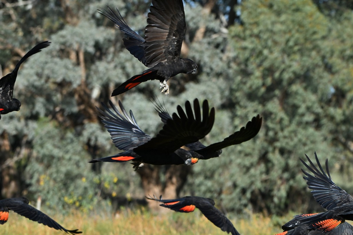 Red-tailed Black-Cockatoo - ML642373858