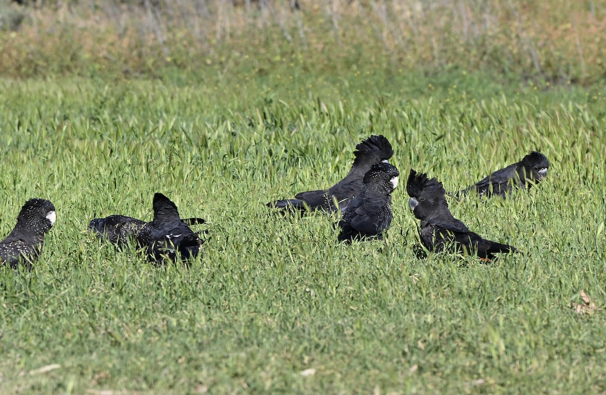 Red-tailed Black-Cockatoo - ML642373861
