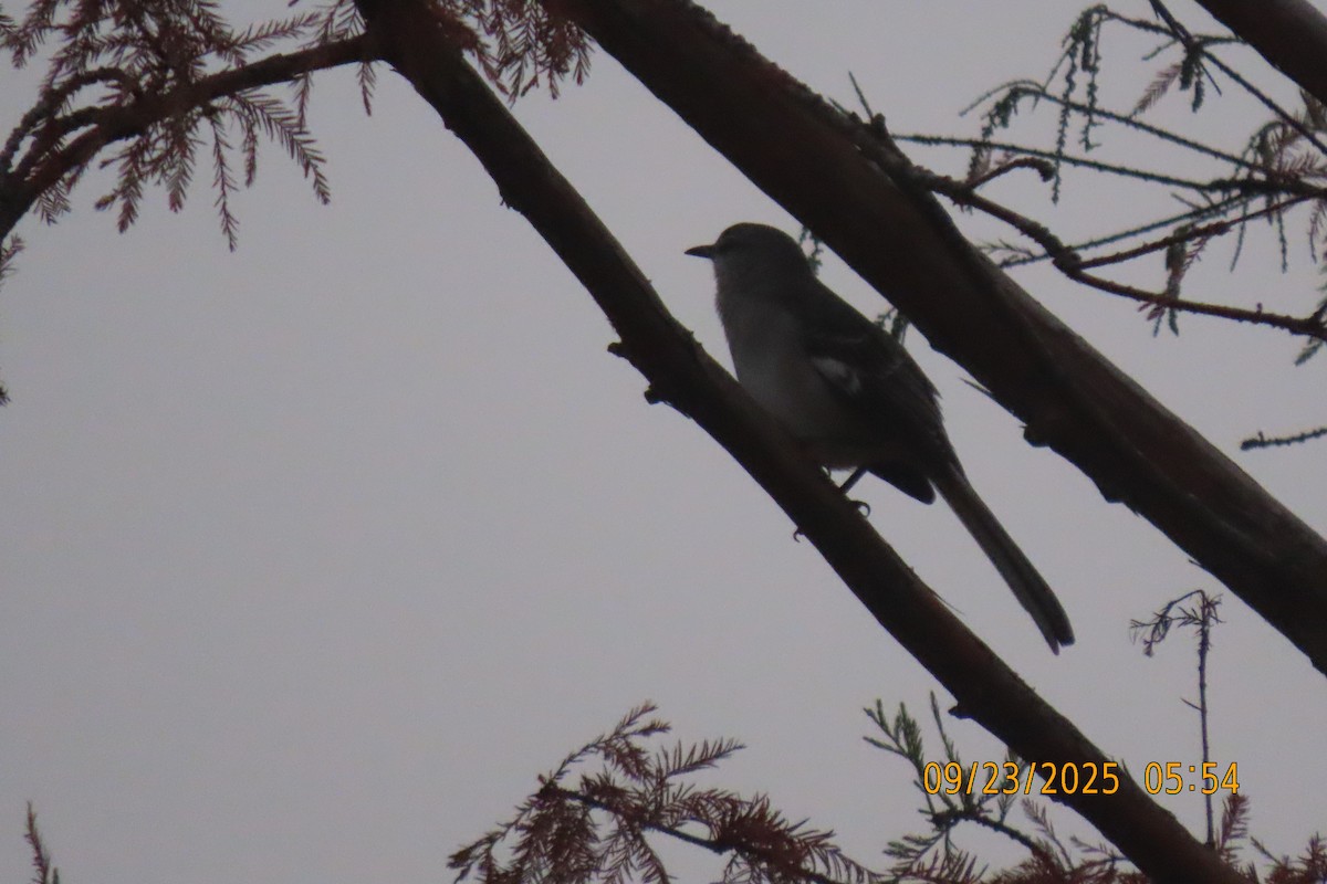 Northern Mockingbird - ML642373862